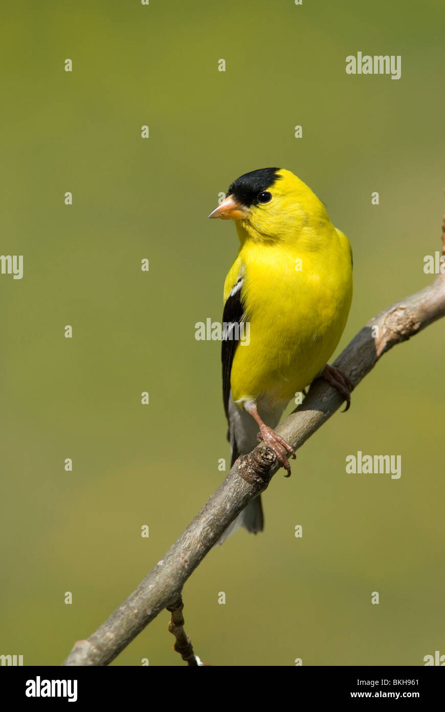 Een Treursijs zittend op een tak,A American Goldfinch sitting on a branch. Stock Photo
