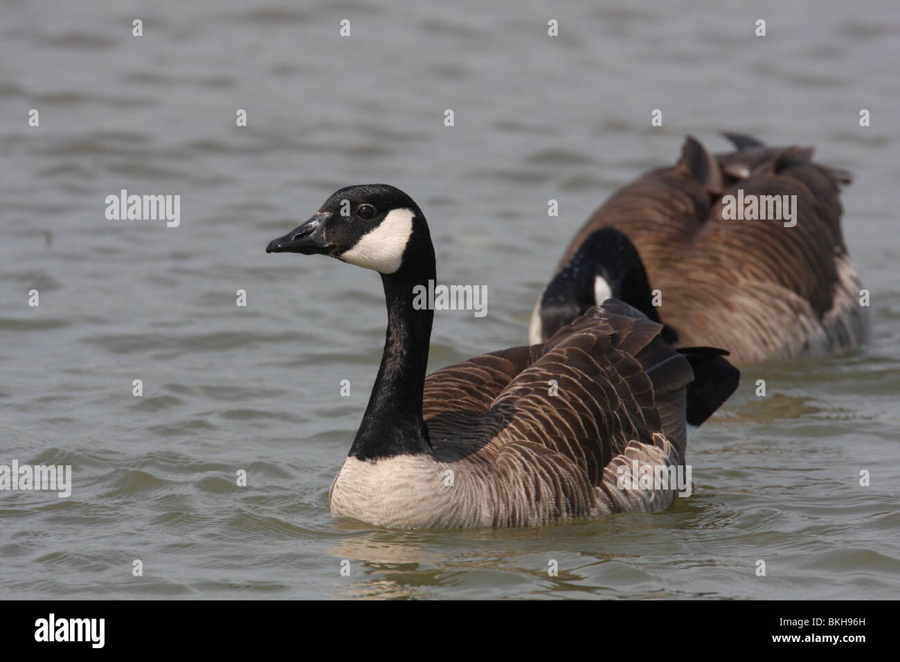 Gans goose hi-res stock photography and images - Alamy