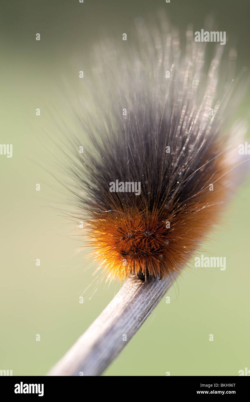 Hairy insect hi-res stock photography and images - Alamy