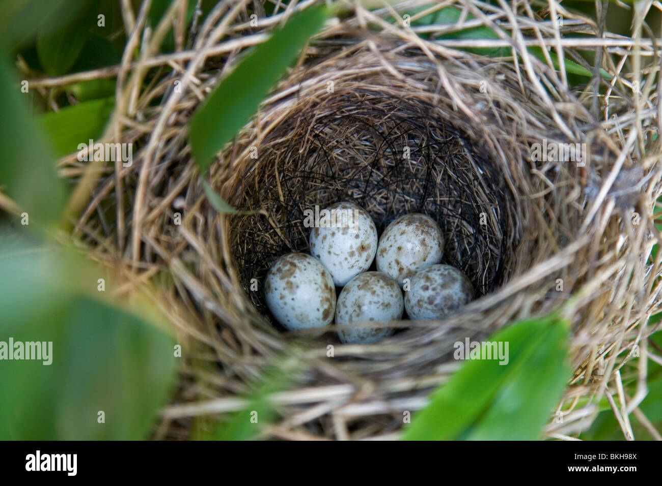 Nest with five eggs of the Chiffchaff Stock Photo