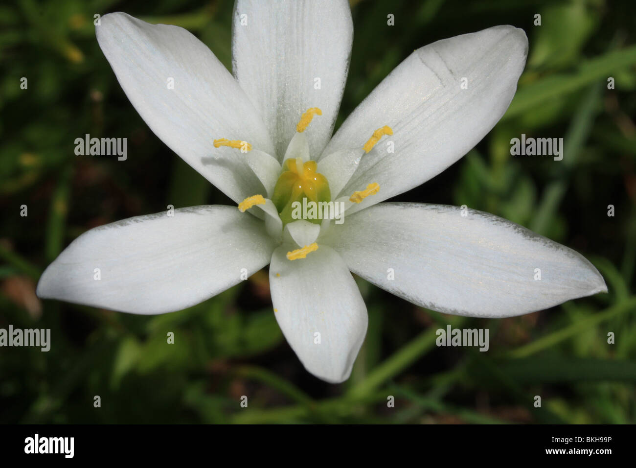 Detail van een bloem van Gewone Vogelmelk Stock Photo