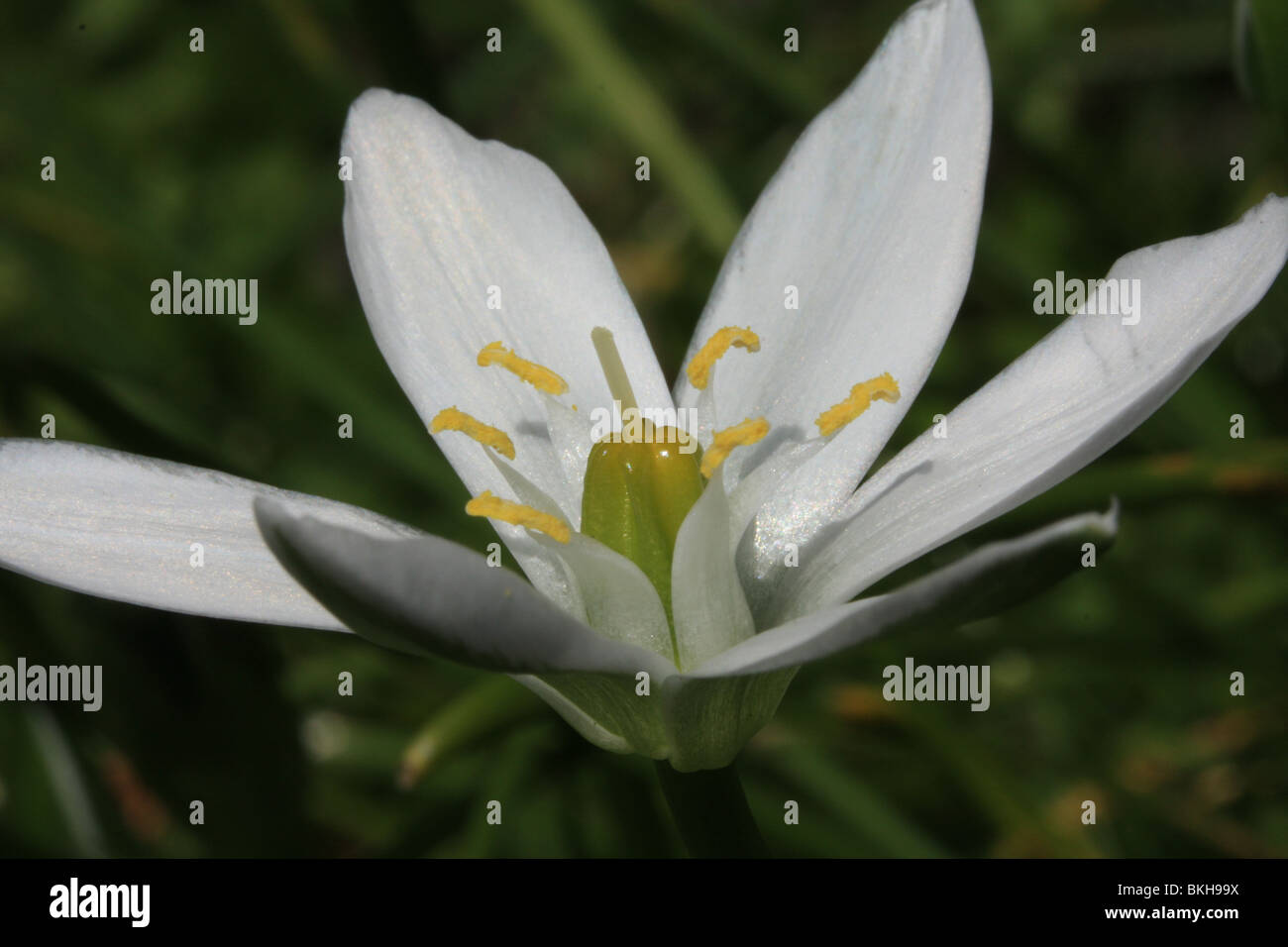 Detail van een bloem van Gewone Vogelmelk Stock Photo