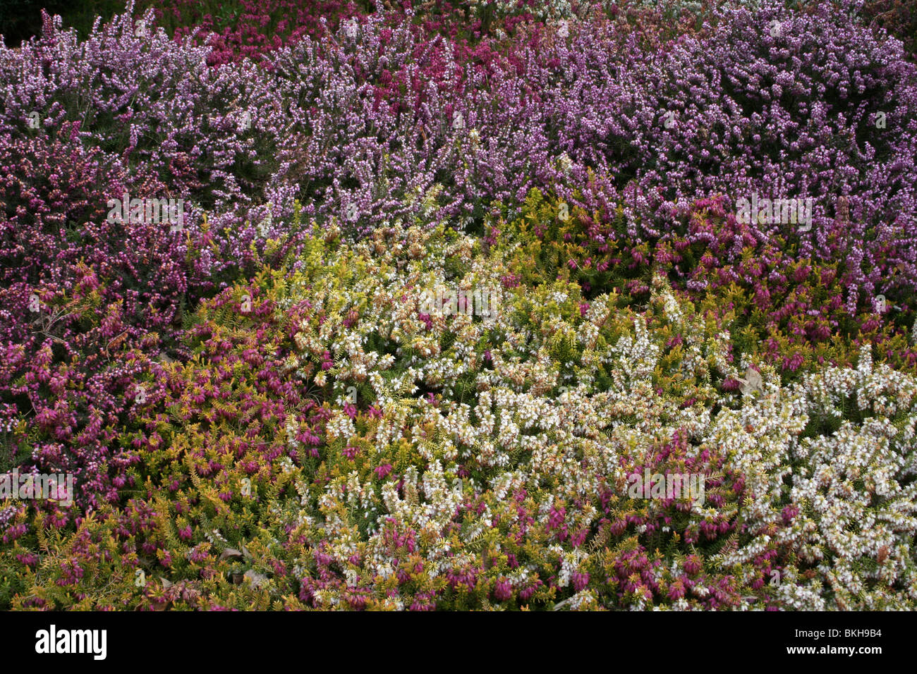 Heather Collection At Chester Zoo, UK Stock Photo