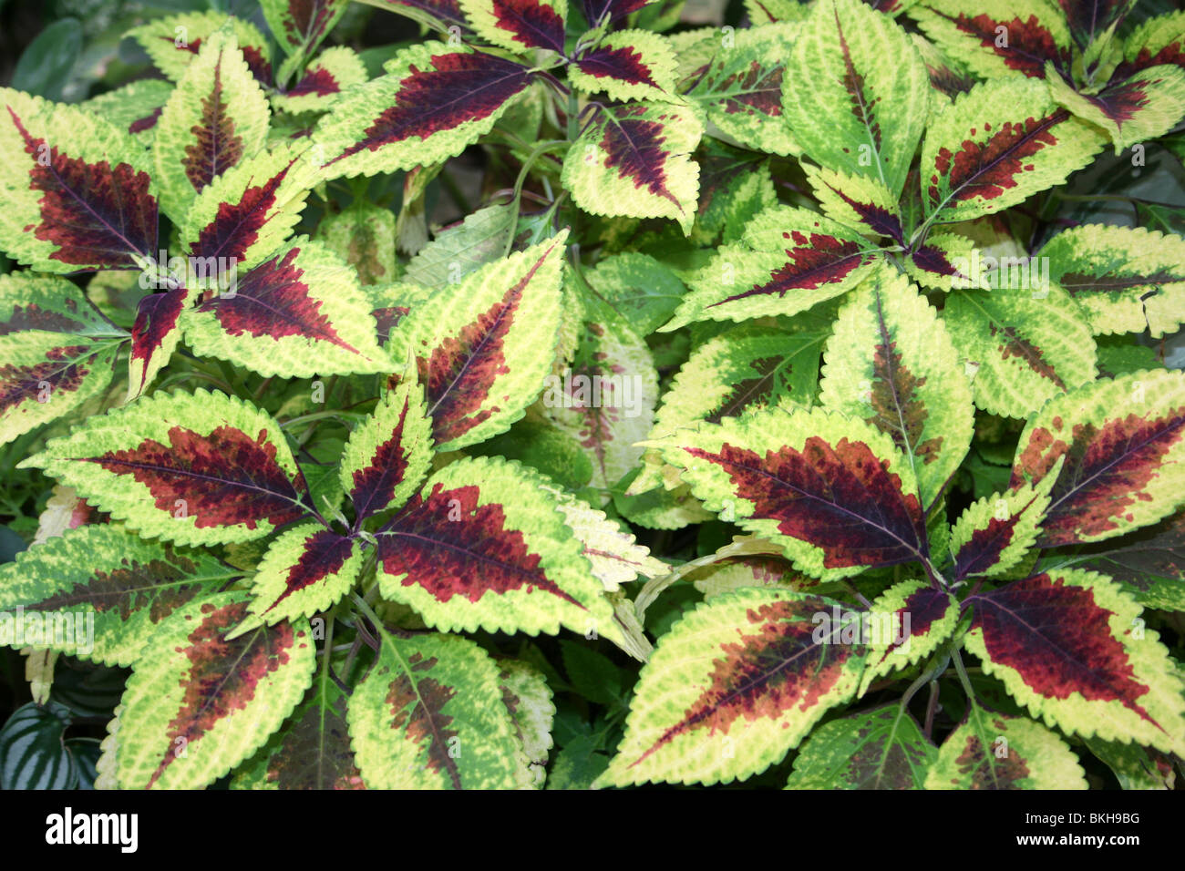 Variegated Leaves Of Coleus blumei Taken At Chester Zoo, England, UK Stock Photo