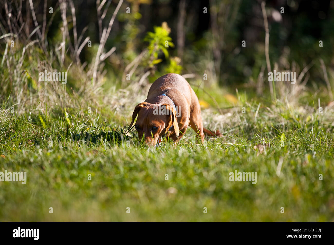 A miniature Dachshund sniffing around in the grass. Stock Photo