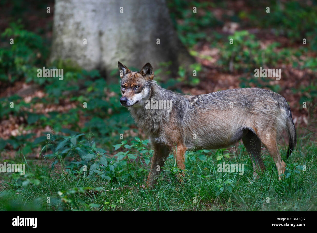 Wolf, Canis, lupus mit Beute Stock Photo