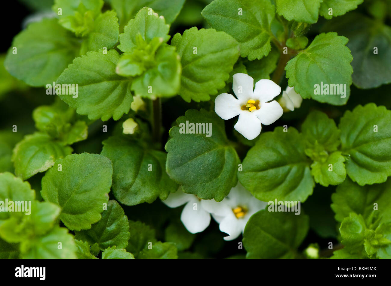 Close up of Bacopa white flowers in springsmall Stock Photo