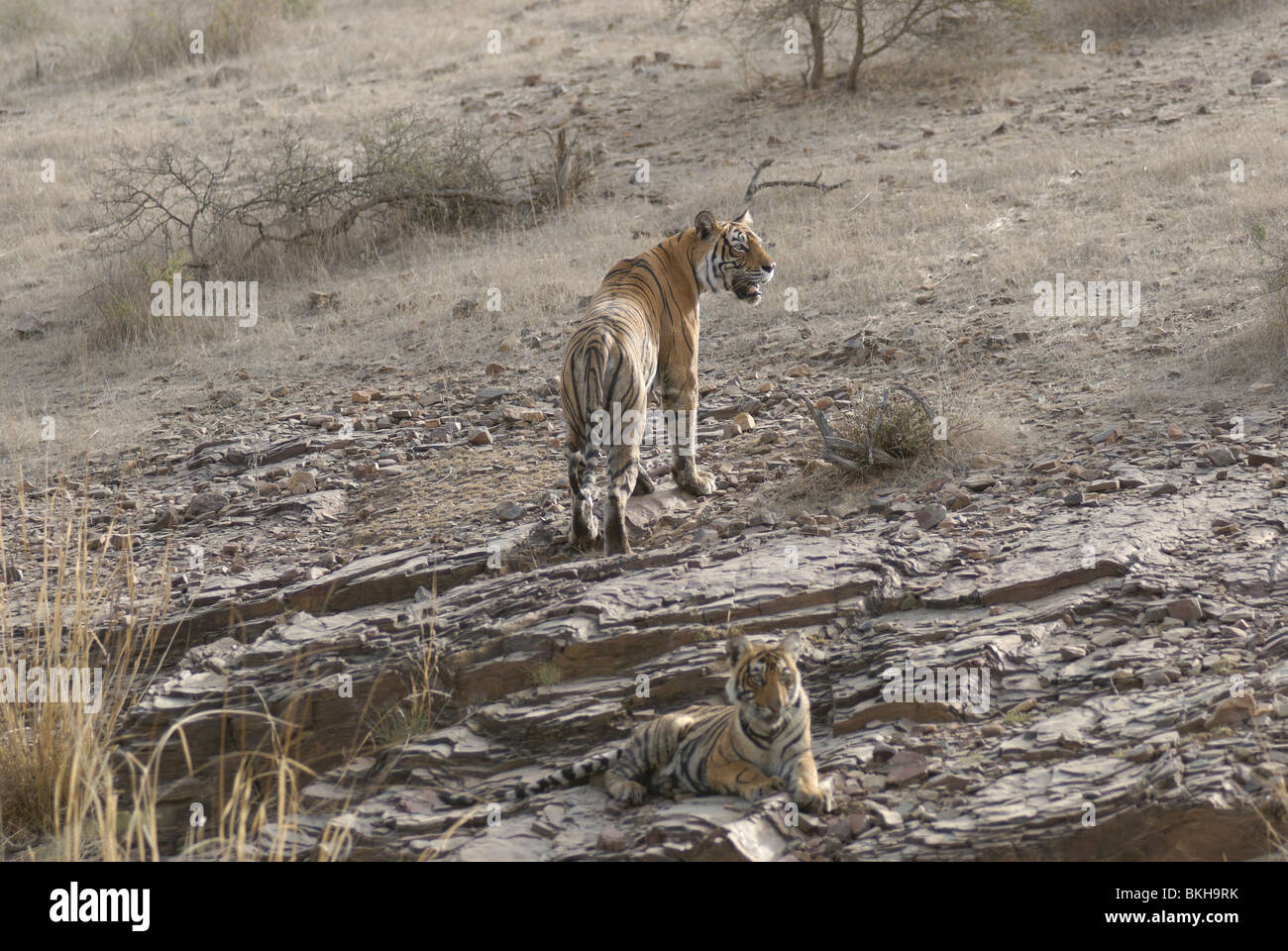 A Bengal Tigress machali and her cub on a rock at Ranthambore Tiger Reserve, India ( Panthera Tigris) Stock Photo