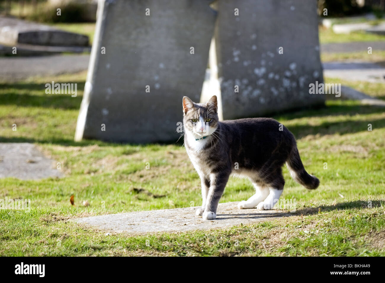 A cat walking through a graveyard in Sussex. Stock Photo