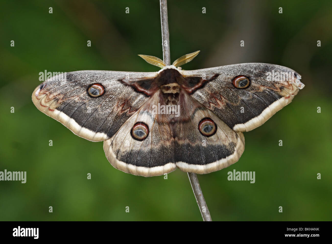 Wiener, Großes, Nachtpfauenauge Wiener, Large, Emperor Moth, moth, butterfly, Saturnia pyri Stock Photo