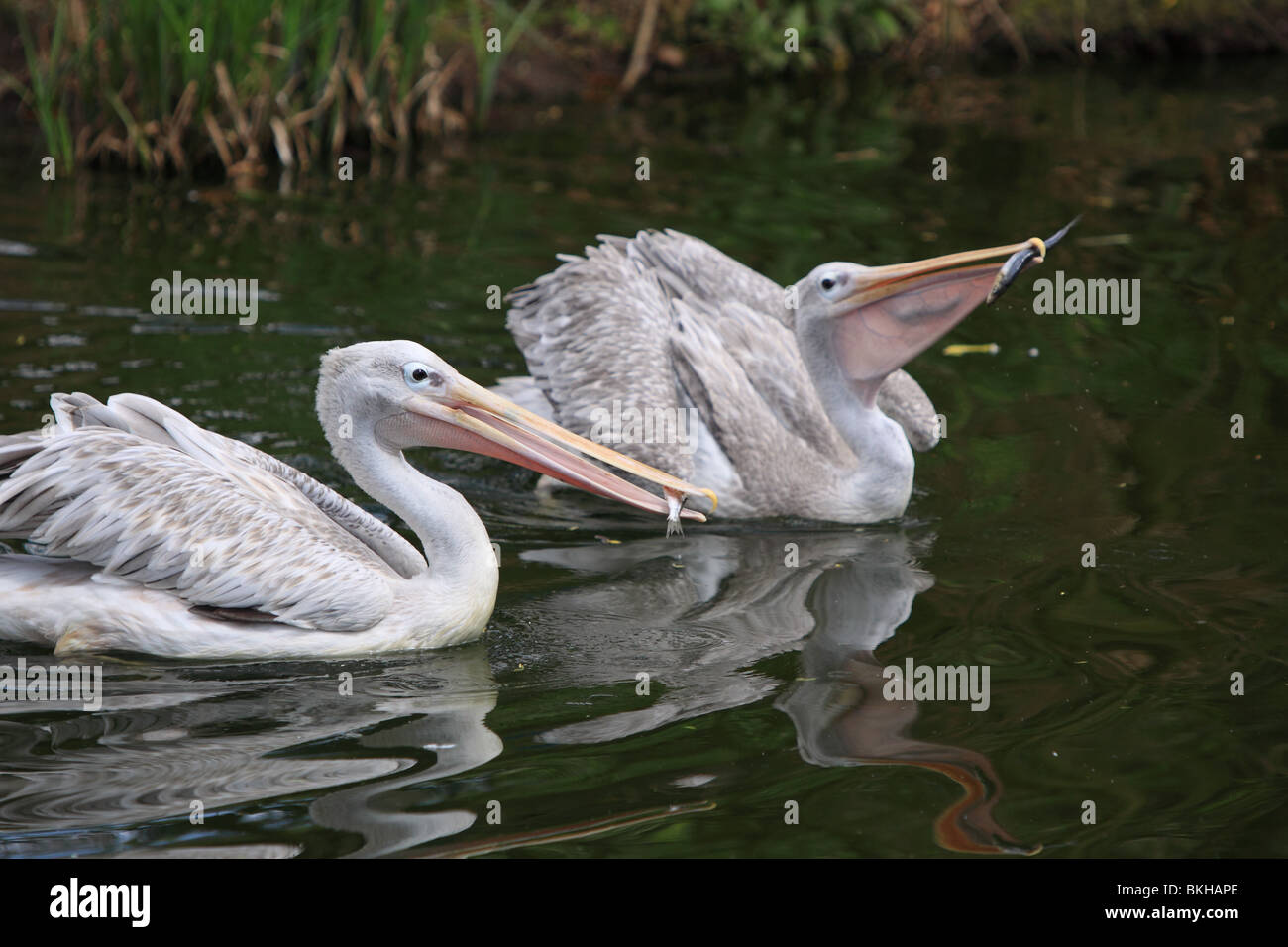 Pelicans eating fish Stock Photo Alamy