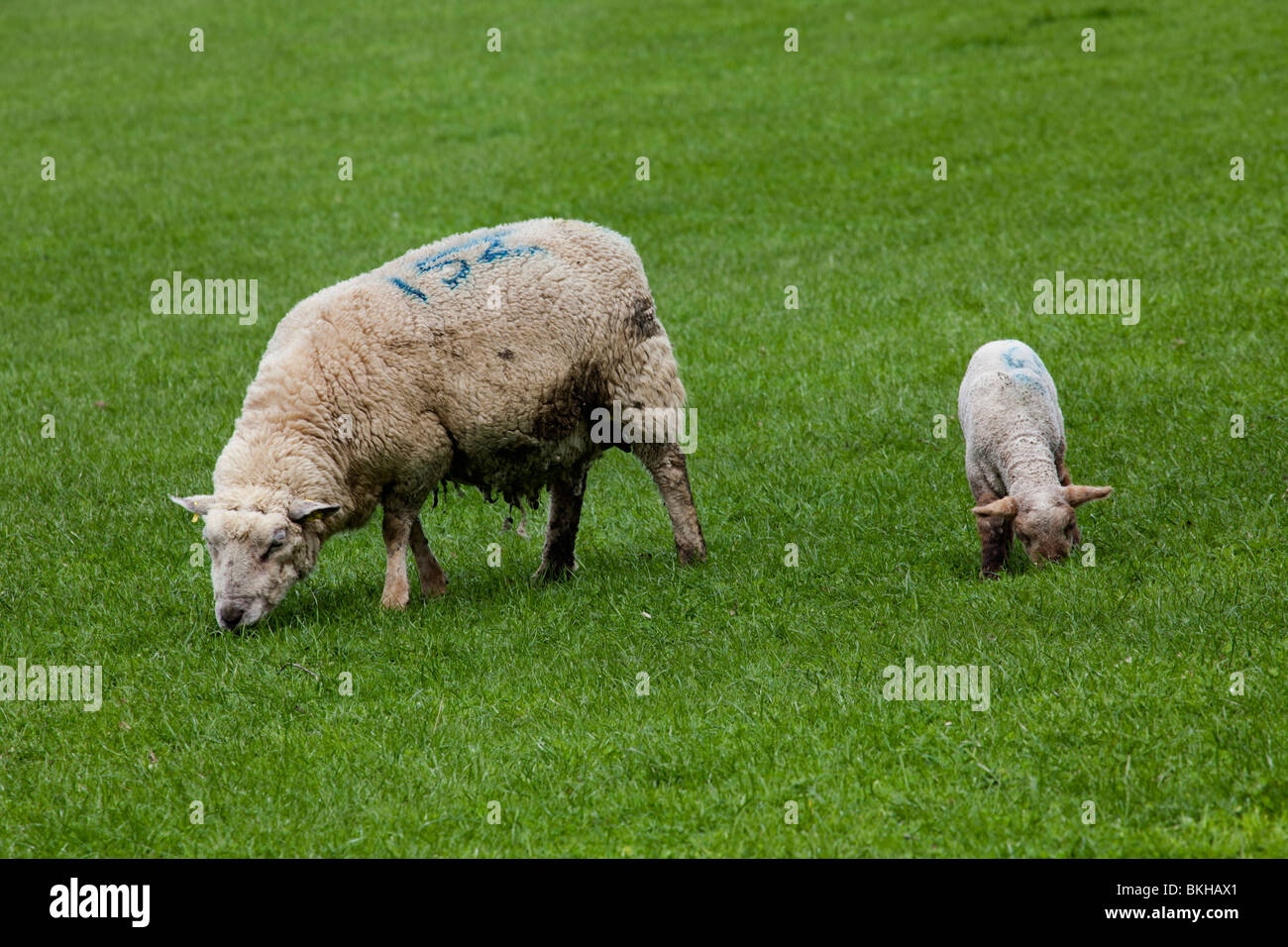 Baby lamb following mother in surrey Stock Photo Alamy
