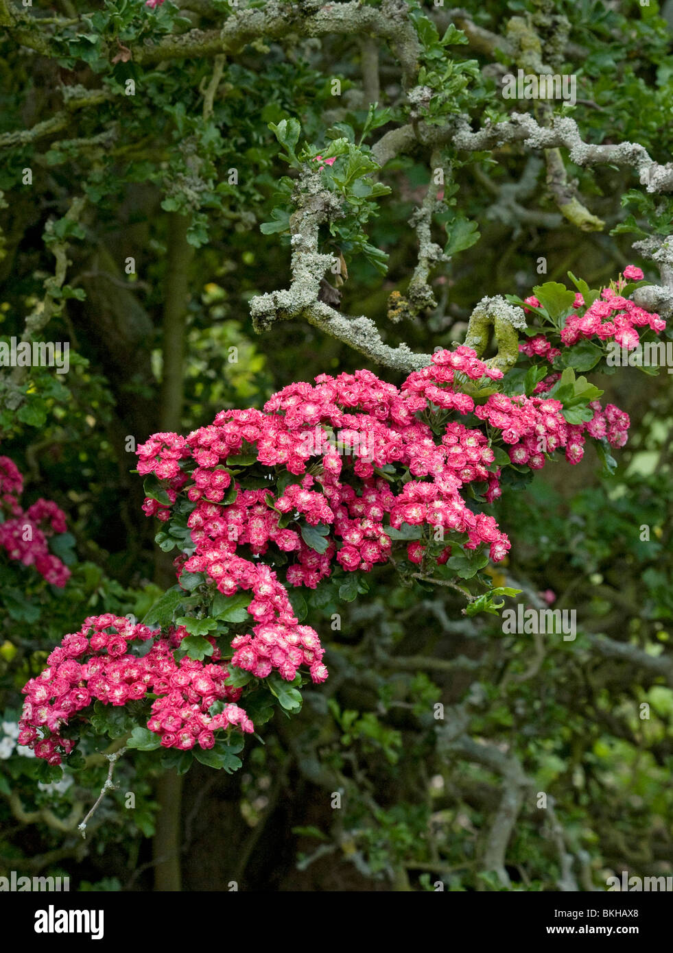 Crustose lichens growing on pink flowered ornamental hawthorn Stock Photo