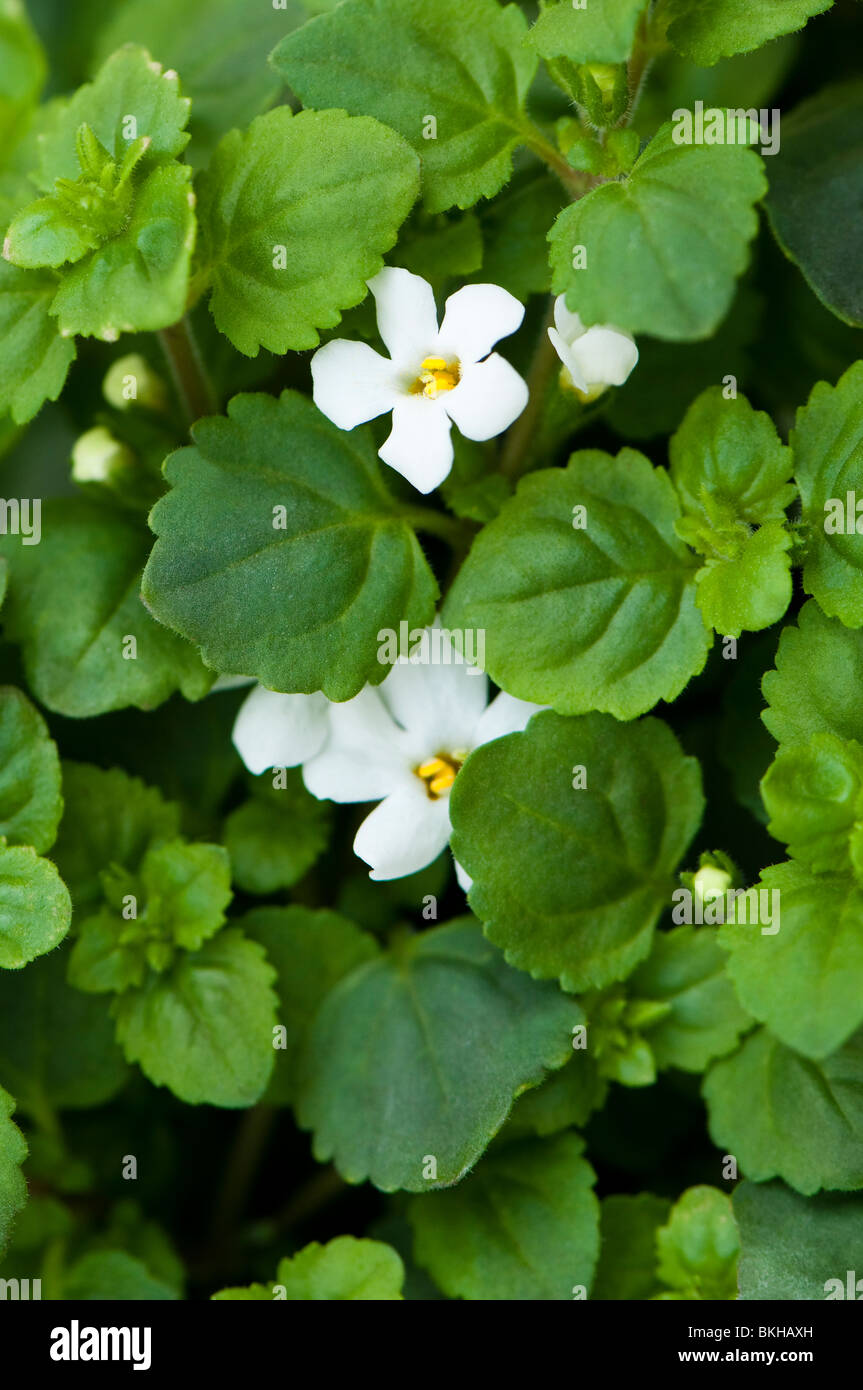 Close up of Bacopa white flowers in spring Stock Photo