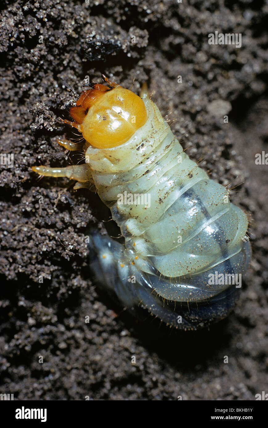 Cockchafer or may bug, Melolontha melolontha, larva which lives in the soil eating roots Stock Photo