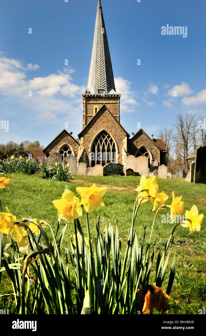 Parish Church of St.Peters and St.Pauls ,Godalming with daffodils in foreground Stock Photo