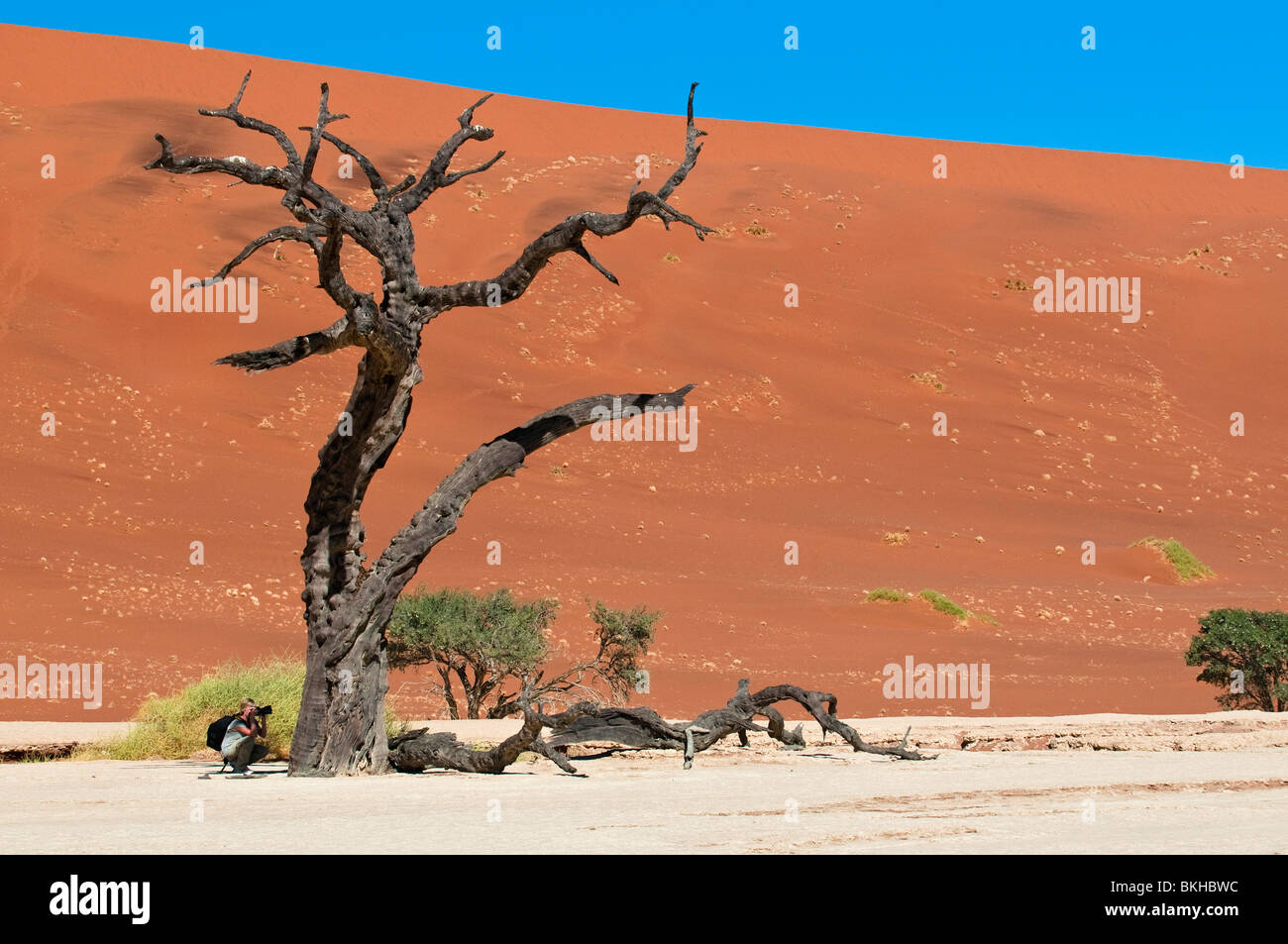 Camel Thorn Trees in Deadvlei, Sossusvlei, Namibia Stock Photo