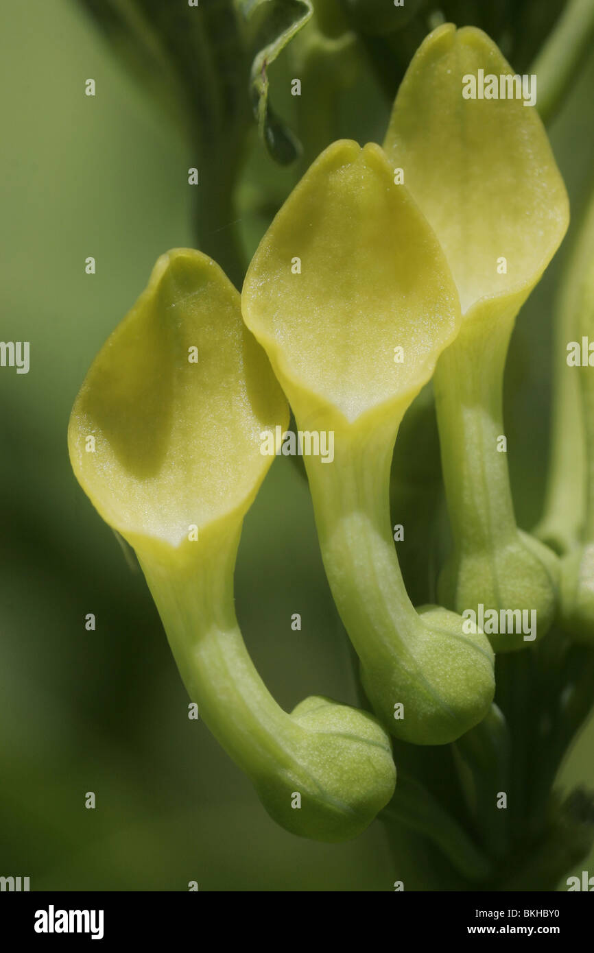 Detail of three yellow flowers of the Europian birthwort Stock Photo