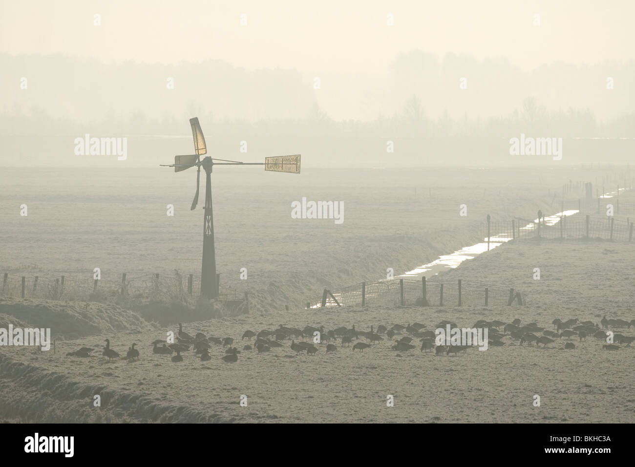 Graslands Polder Biert during the winter with Barnacle Geese and a windmill; Polder Biert in de winter met een windmolen en brandganzen Stock Photo