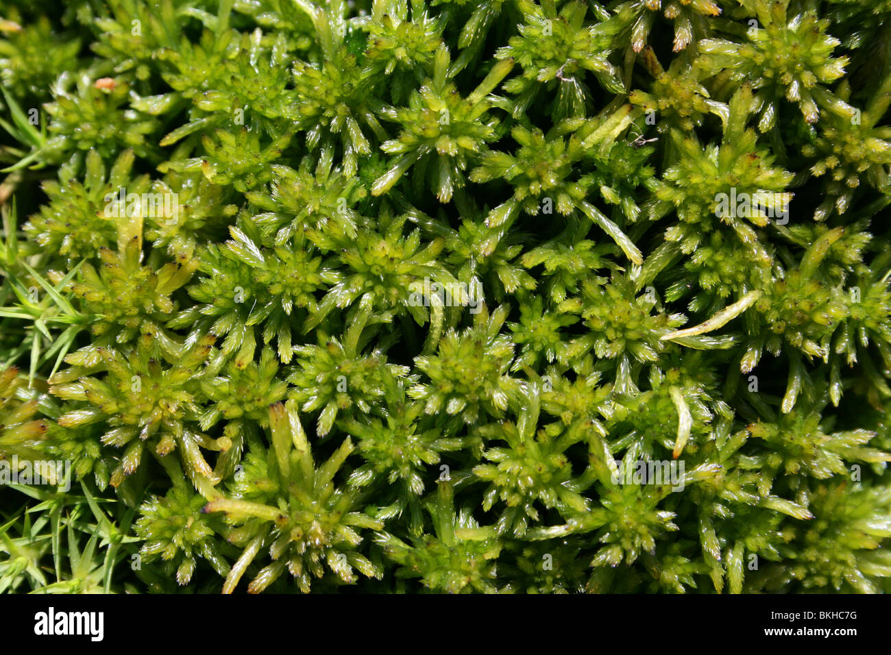 Green Sphagnum Moss Close Up With Blurred Background Stock Photo - Download  Image Now - iStock