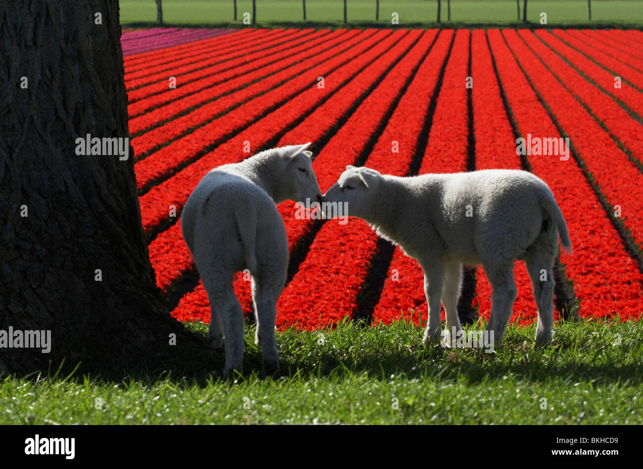 Lammetjes met tulpenveld; Lambs with tulip field Stock Photo