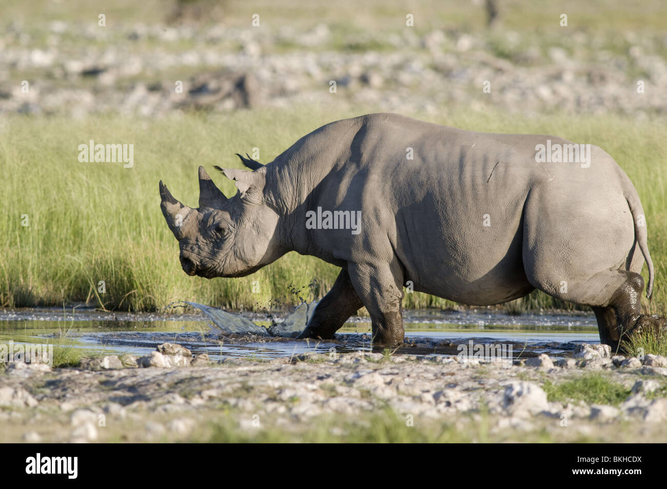 Black rhino approaching waterhole, Etosha, Namibia. Stock Photo