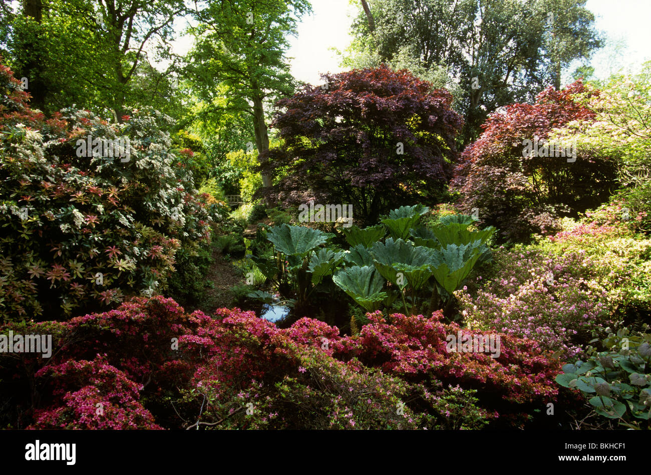 UK, England, Hampshire, Exbury Gardens, damp loving plants in wetland