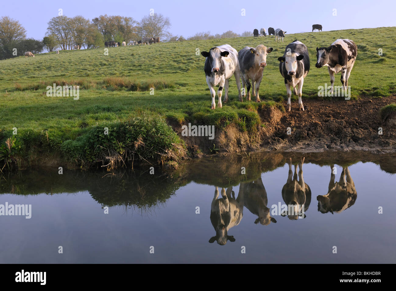 Livestock reflection - Cattle standing in a field next to the river Avon, Wiltshire. Stock Photo