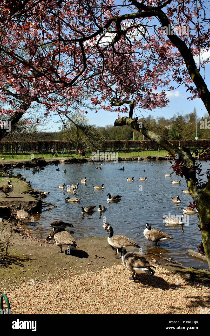 Elmore Park in spring, Rugeley, Staffordshire, England, UK Stock Photo