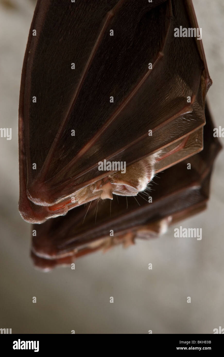 Two Greater horseshoe bats (Rhinolophus ferrumequinum Stock Photo - Alamy