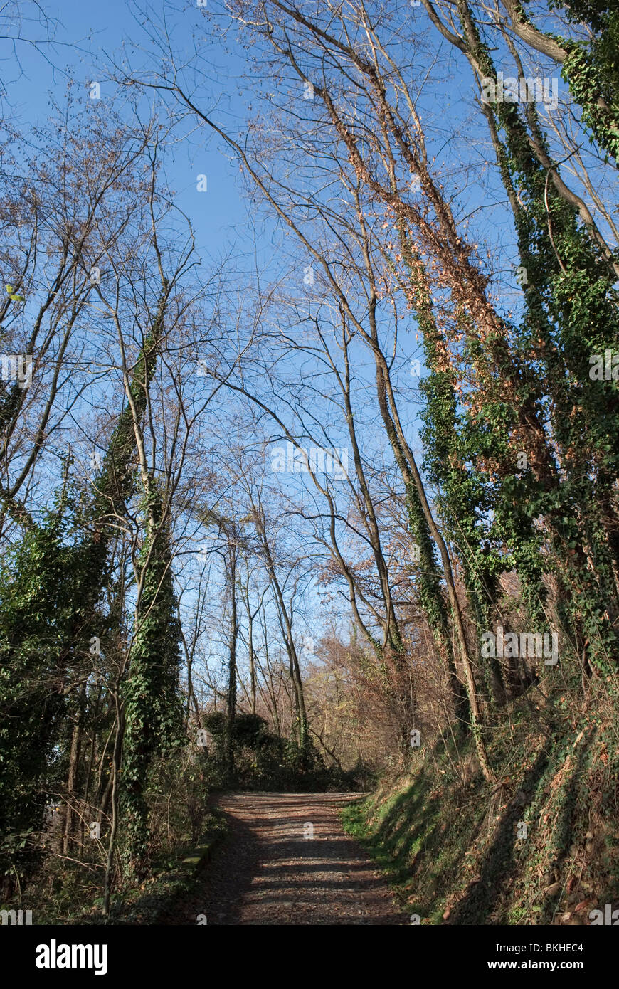 Woodland track trail hi-res stock photography and images - Alamy
