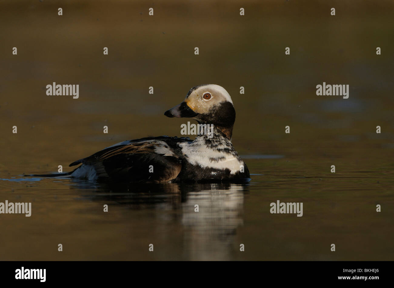 Man IJseend in broedkleed zwemmend in een meertje met allemaal muggen; Adult male Long-tailed Duck in breeding plumage swimming in a small lake with a lot of bugs Stock Photo