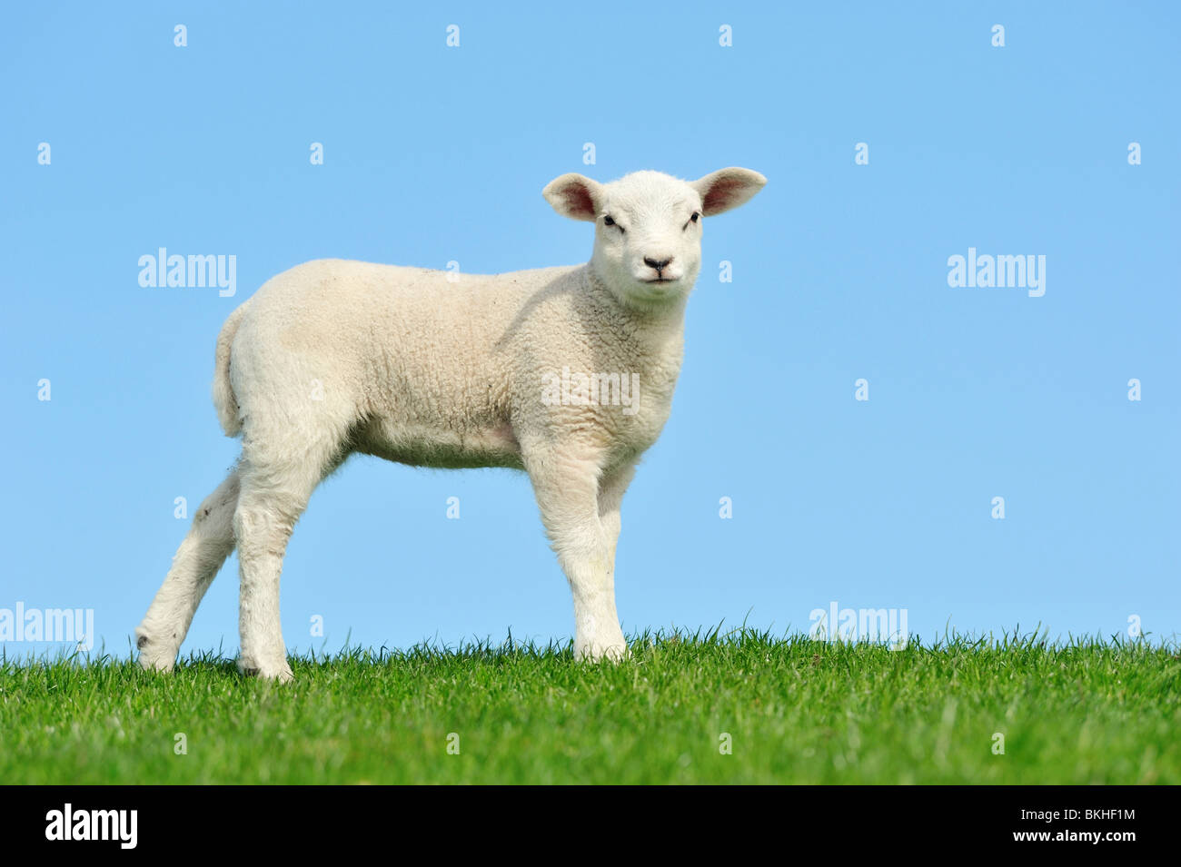 Cute lamb in spring, Friesland The Netherlands Stock Photo