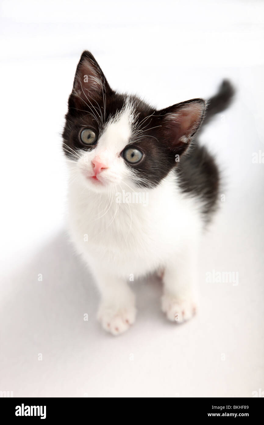small, black and white kitten look up into the camera - cutout Stock ...