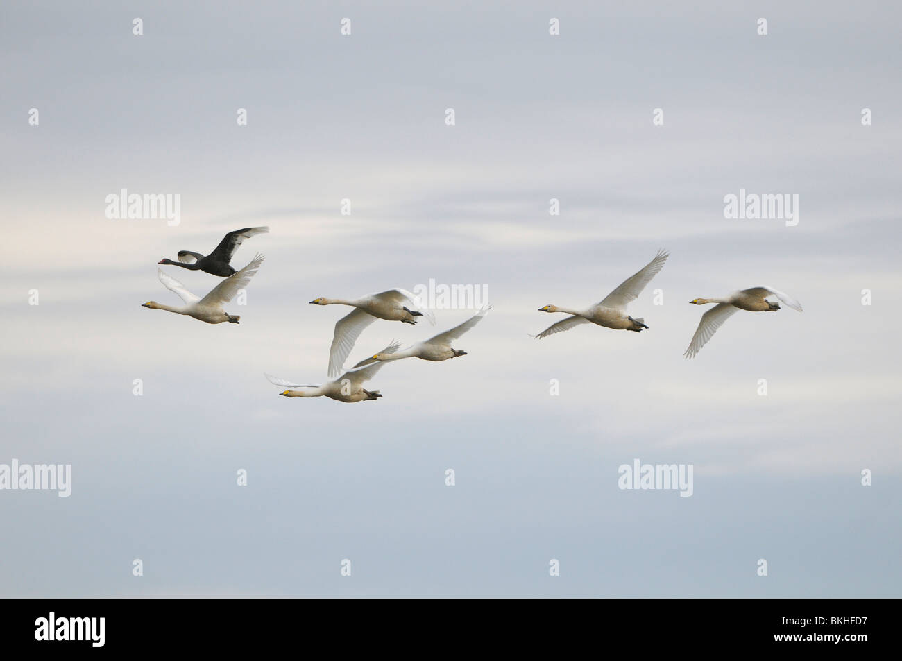 Groep Wilde Zwanen vliegend samen met Zwarte Zwaan in basaltduinlandschap; Group of Whooper Swans flying together with a Black Swan in dunelandscape Stock Photo