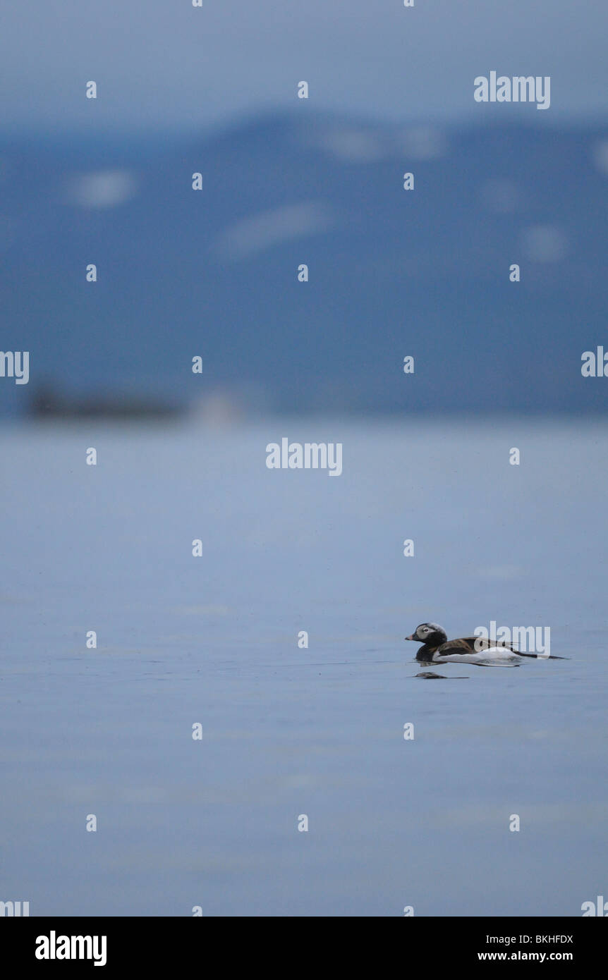 Volwassen man IJseend in broedlkeed zwemt op verstild meer na zonsondergang; Adult male Long-tailed Duck in breeding plumage swims on a lake with still water after sunset Stock Photo