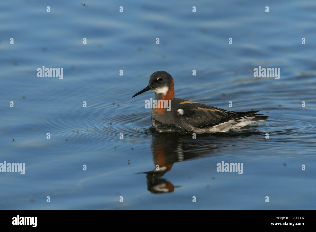 Foeragerende adulte Vrouw Grauwe Franjepoot met zee aan muggen om haar heen; Foraging adult female Red-necked Phalarope with many bugs around her Stock Photo