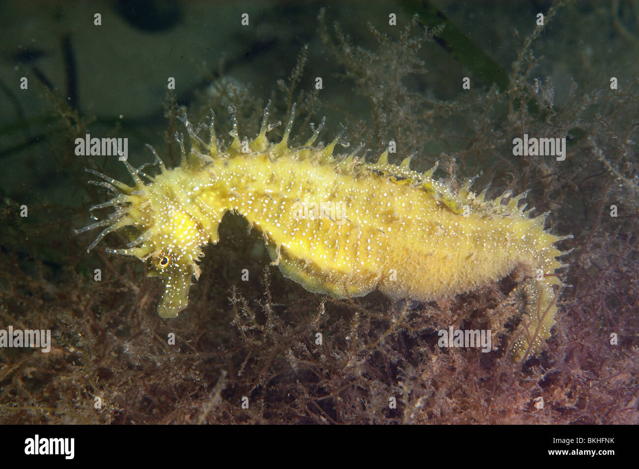 Spiny seahorse, Hippocampus guttulatus. Studland bay Dorset, June. Amongst red algae and eelgrass, Zostera marina. Stock Photo