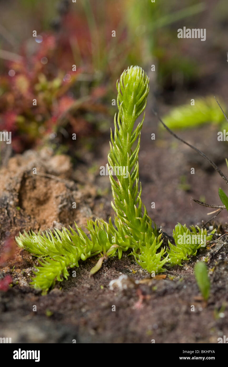 Moeraswolfsklauw; Marsh Clubmoss Stock Photo