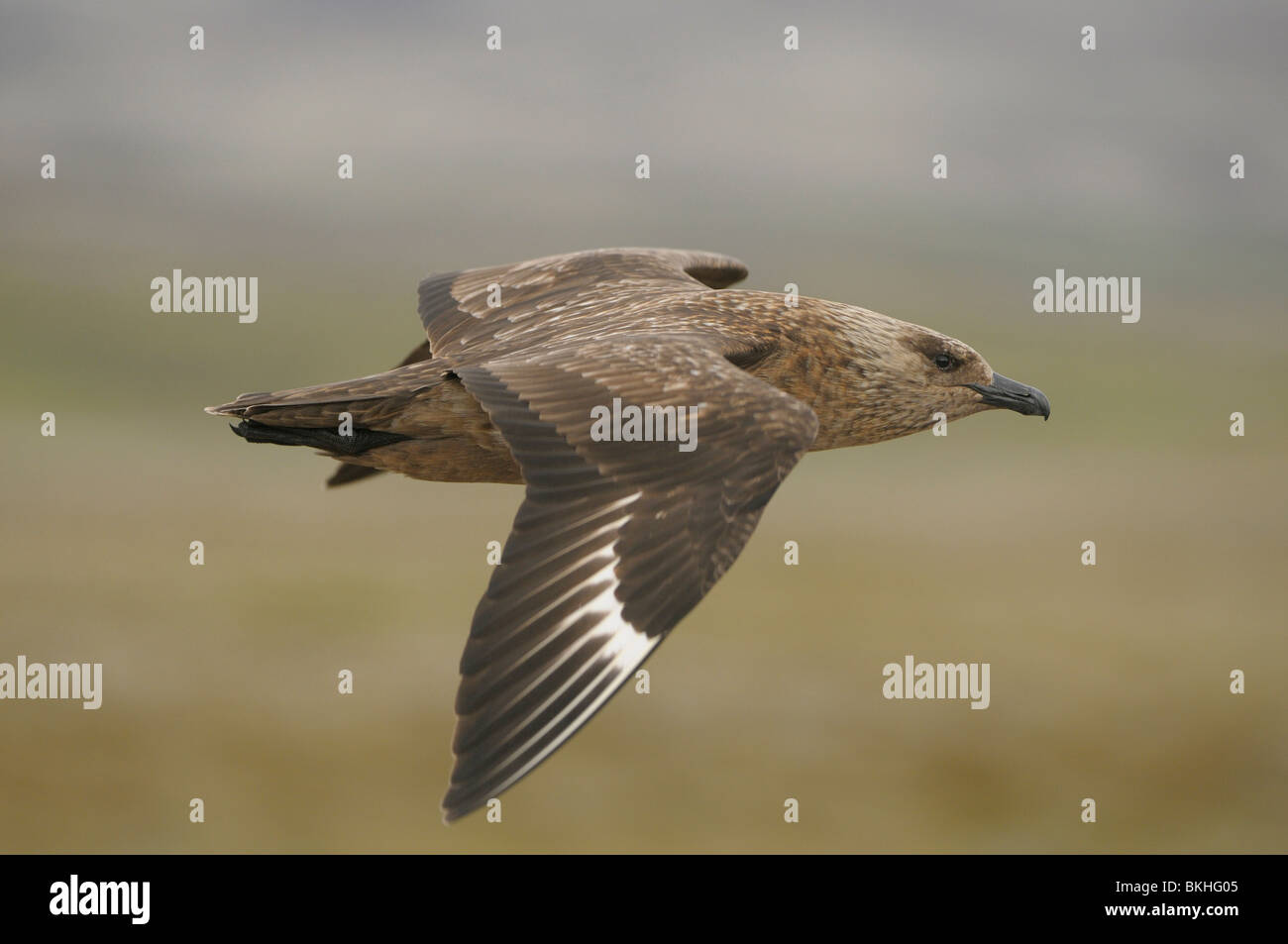 Vliegbeeld volwassen Grote Jager, bovenaanzicht vleugels; Great Skua in flight, upwing view Stock Photo