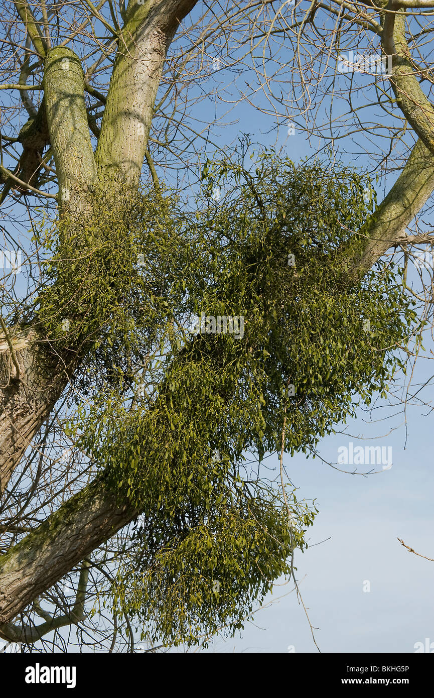 Clumps of mistletoe, Viscum album, growing as parasite on tree Stock Photo