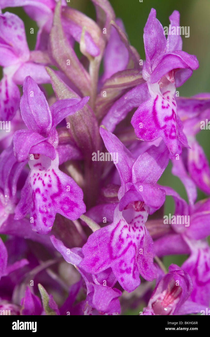 Brede orchis; Broad-leaved Marsh Orchid Stock Photo