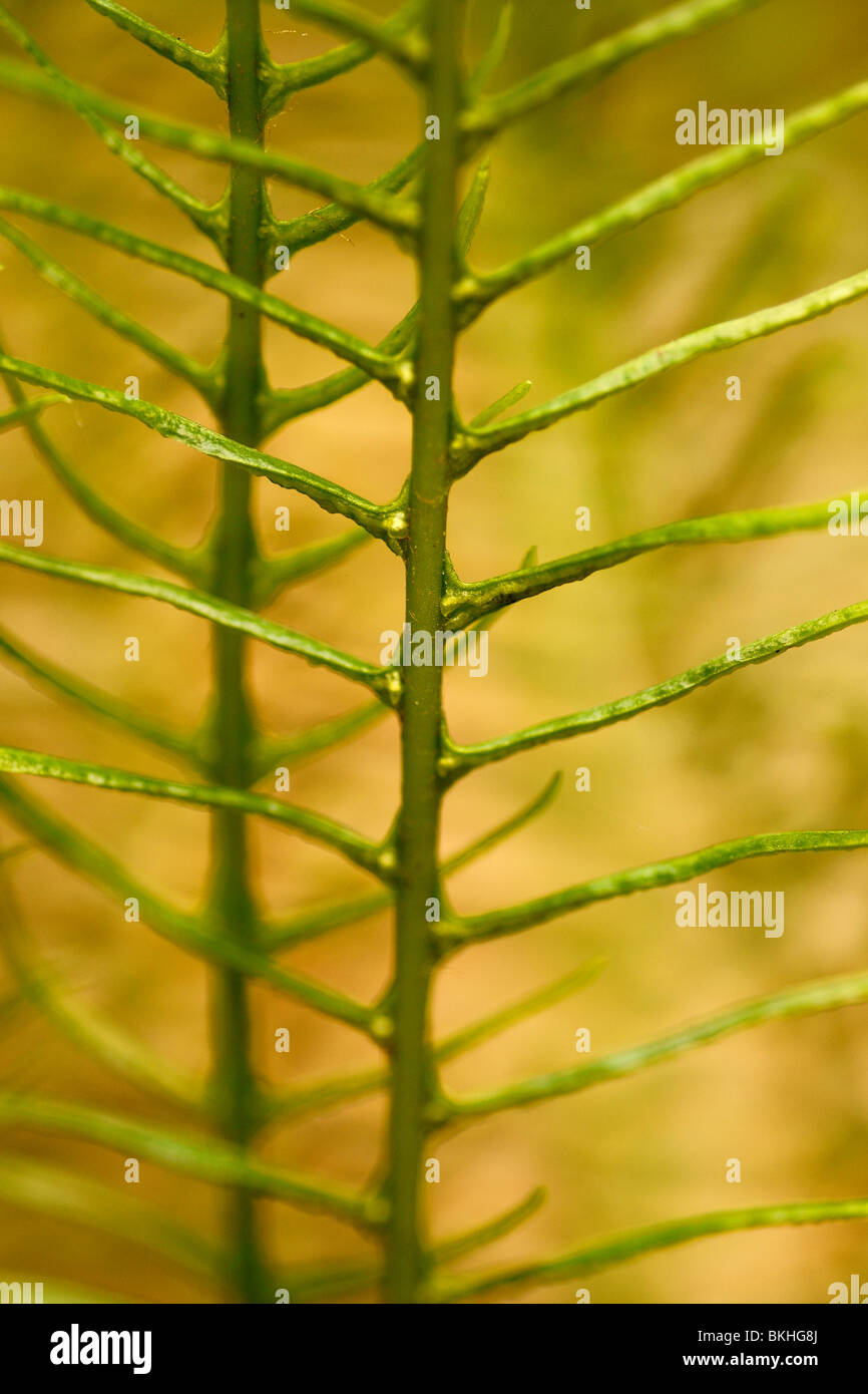 187 Slim Knee Pads - Sucker Punch Skate Shop, image size:866x1390