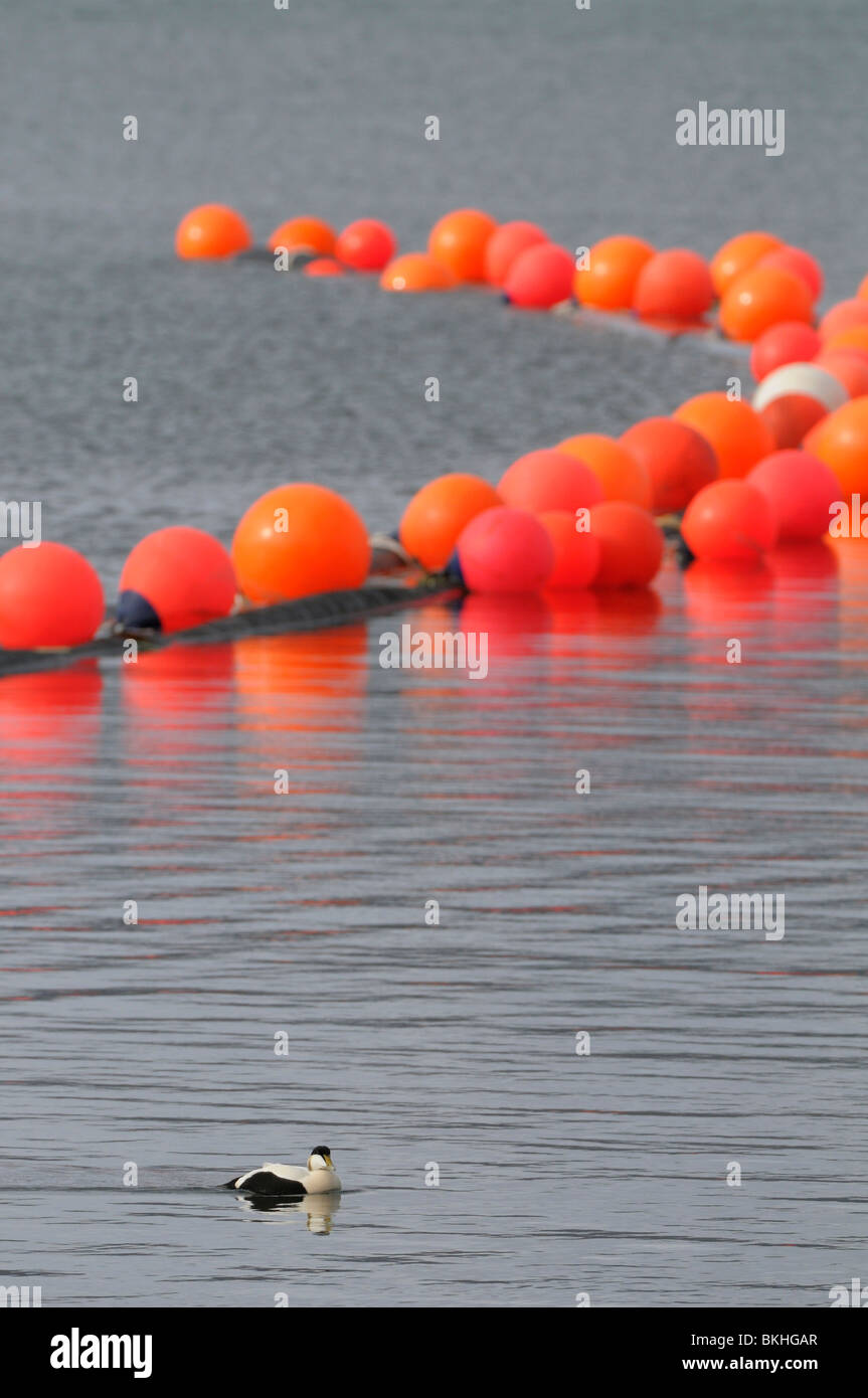 Eider swims near a big fishnet with orange balls Stock Photo