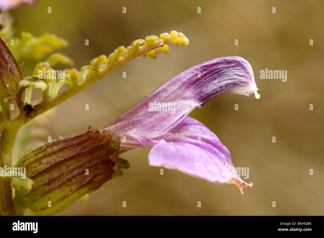 Macro opname van een bloem van Moeraskartelblad, van opzij. Stock Photo