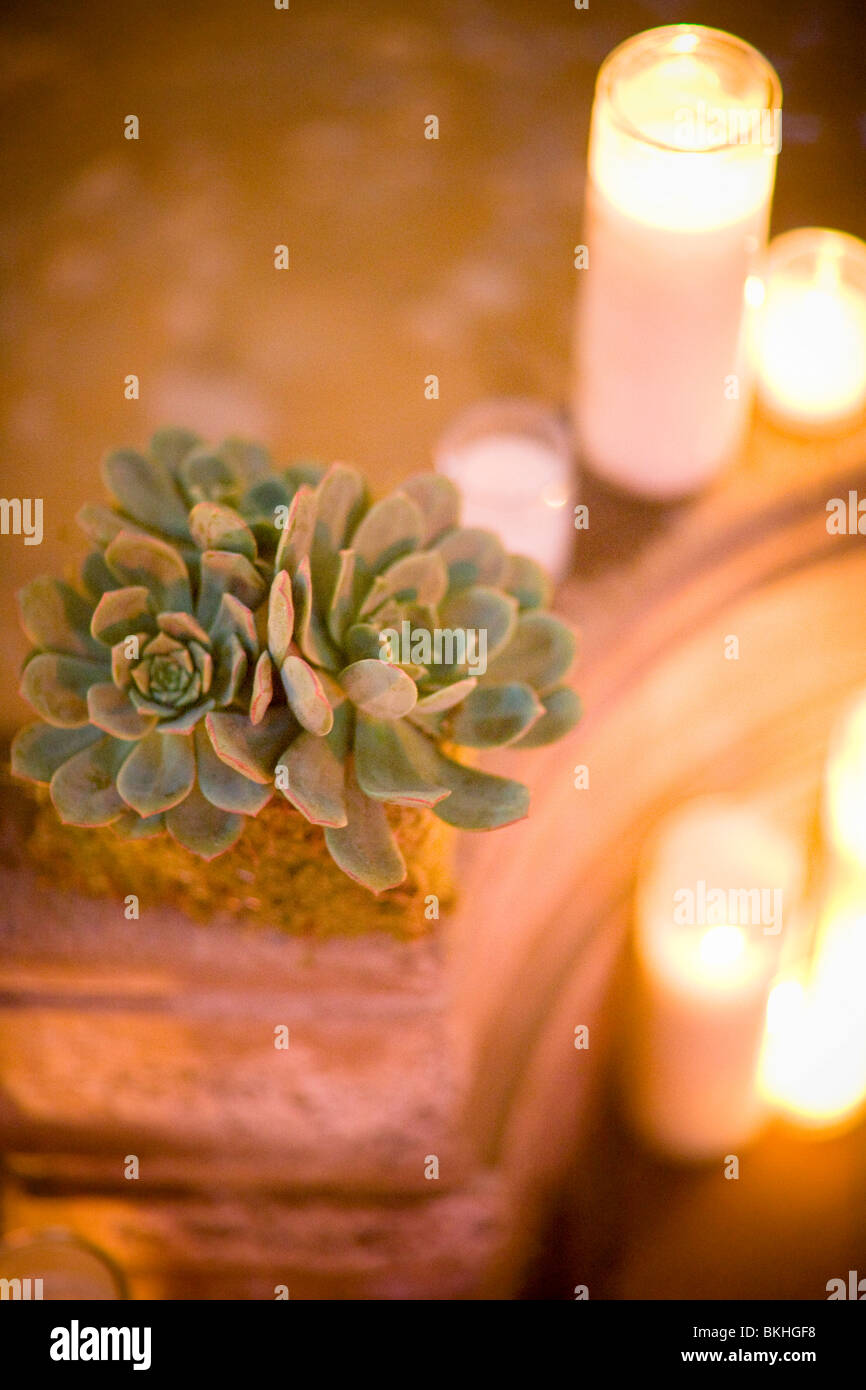candlelight, plant, decor, succulant, evening, elegance Stock Photo Alamy