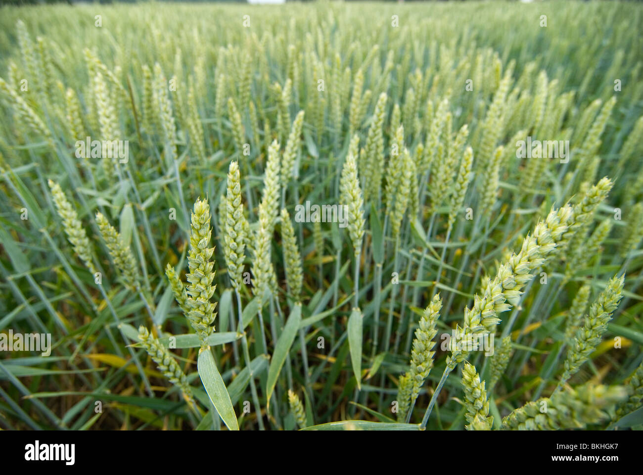 Common wheat; Wintertarwe; Triticum aestivum; Stock Photo