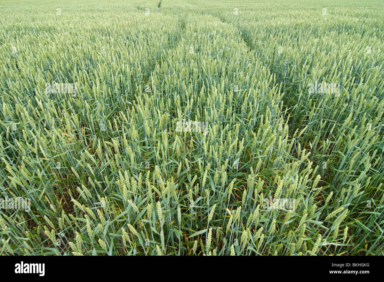 A field of common wheat with tractor tracks Stock Photo - Alamy