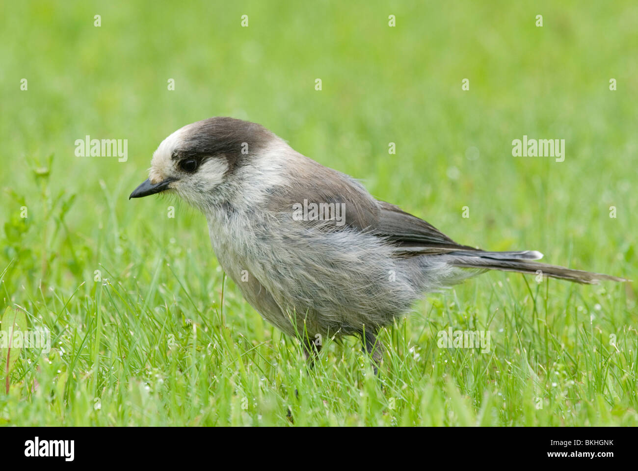 Een Canadese Gaai staat in het gras,A Gray Jay standing in the grass. Stock Photo