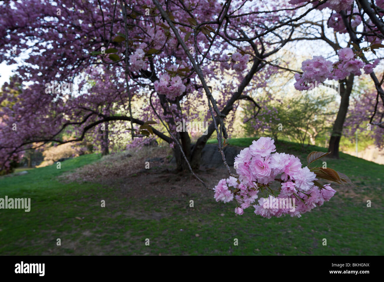Spring in Central Park with Japanese Cherry trees Stock Photo - Alamy